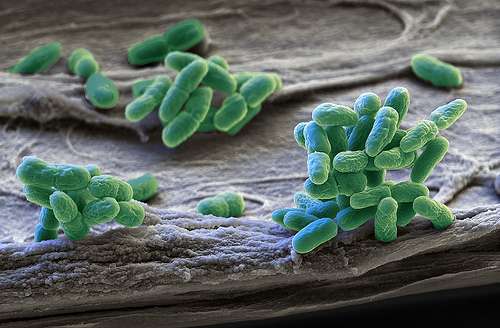bacteria type cyanobacteria