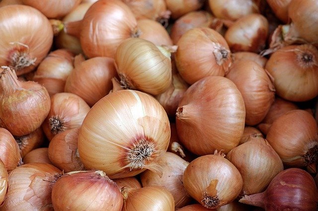 Onion (Allium cepa)